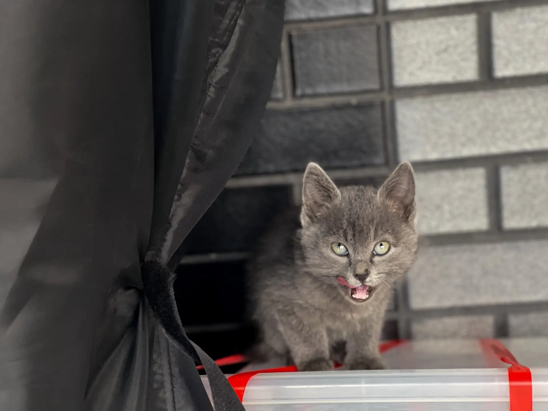 Очаровательные котята ищут любящие семьи 🐈‍⬛