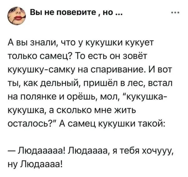 Кукуха в отъезде 🐦