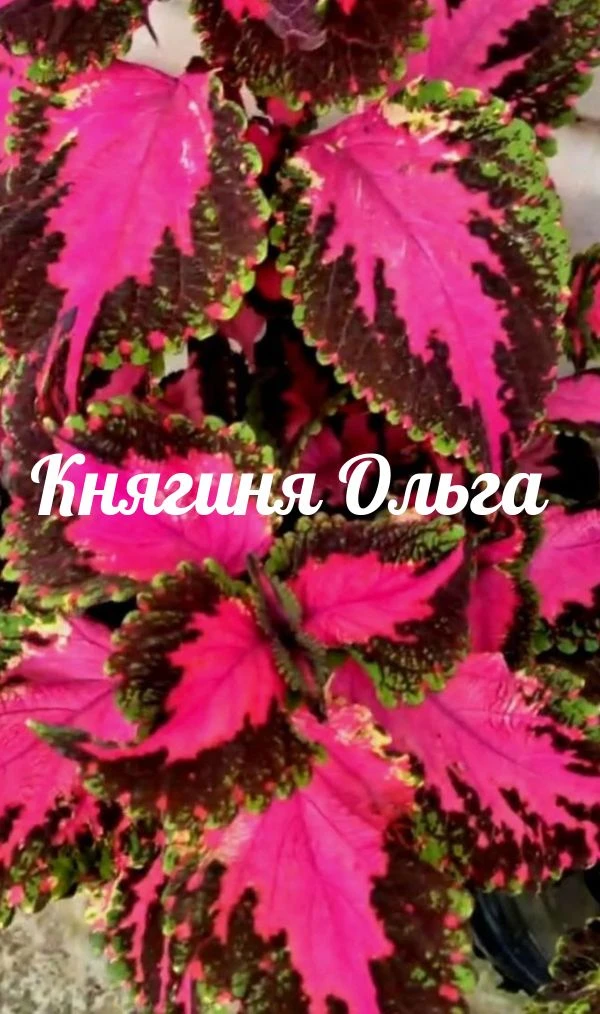 Княгиня Ольга