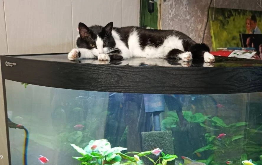 🐟 Котик грустит: на рыбов смотреть можно, а ловить нельзя…