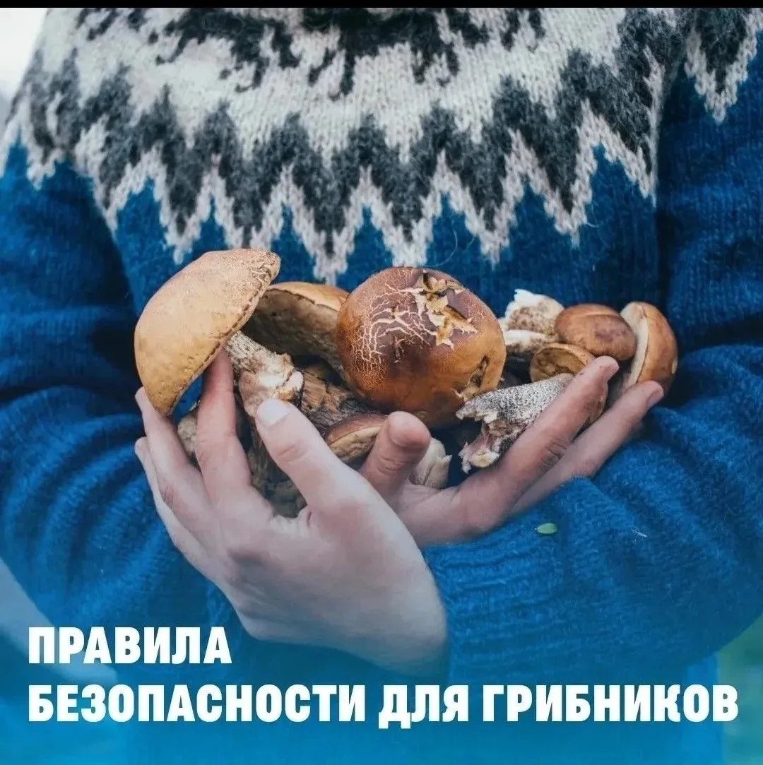 Поход за грибами: что взять и о чём не забыть 🍄
