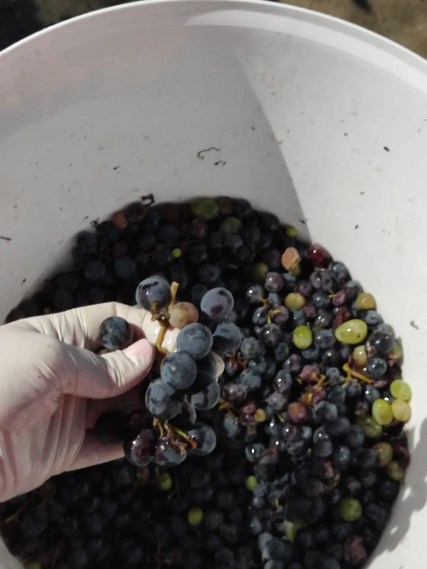 Мы проводили гостей и занимаемся виноградом🍇