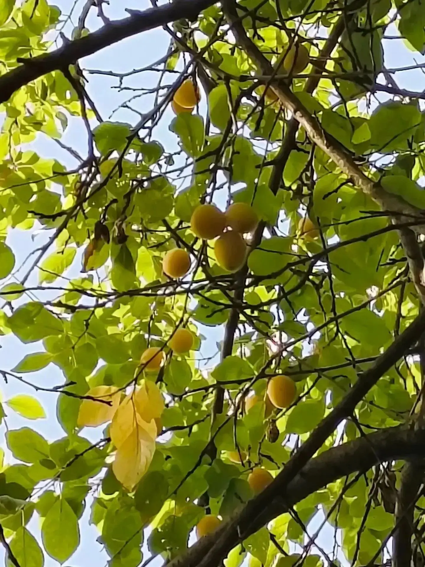 Улица Голованова: осеннее преображение🍁