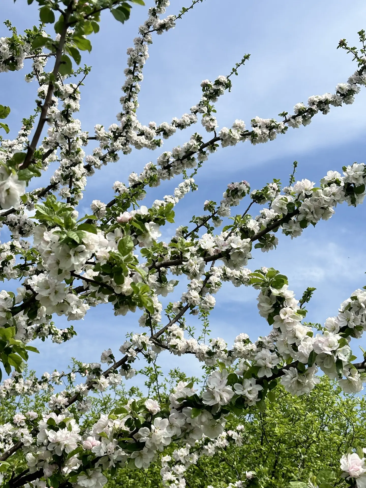 Не проходите мимо красоты🌸  Хорошей недели, Новомосковск 💕
