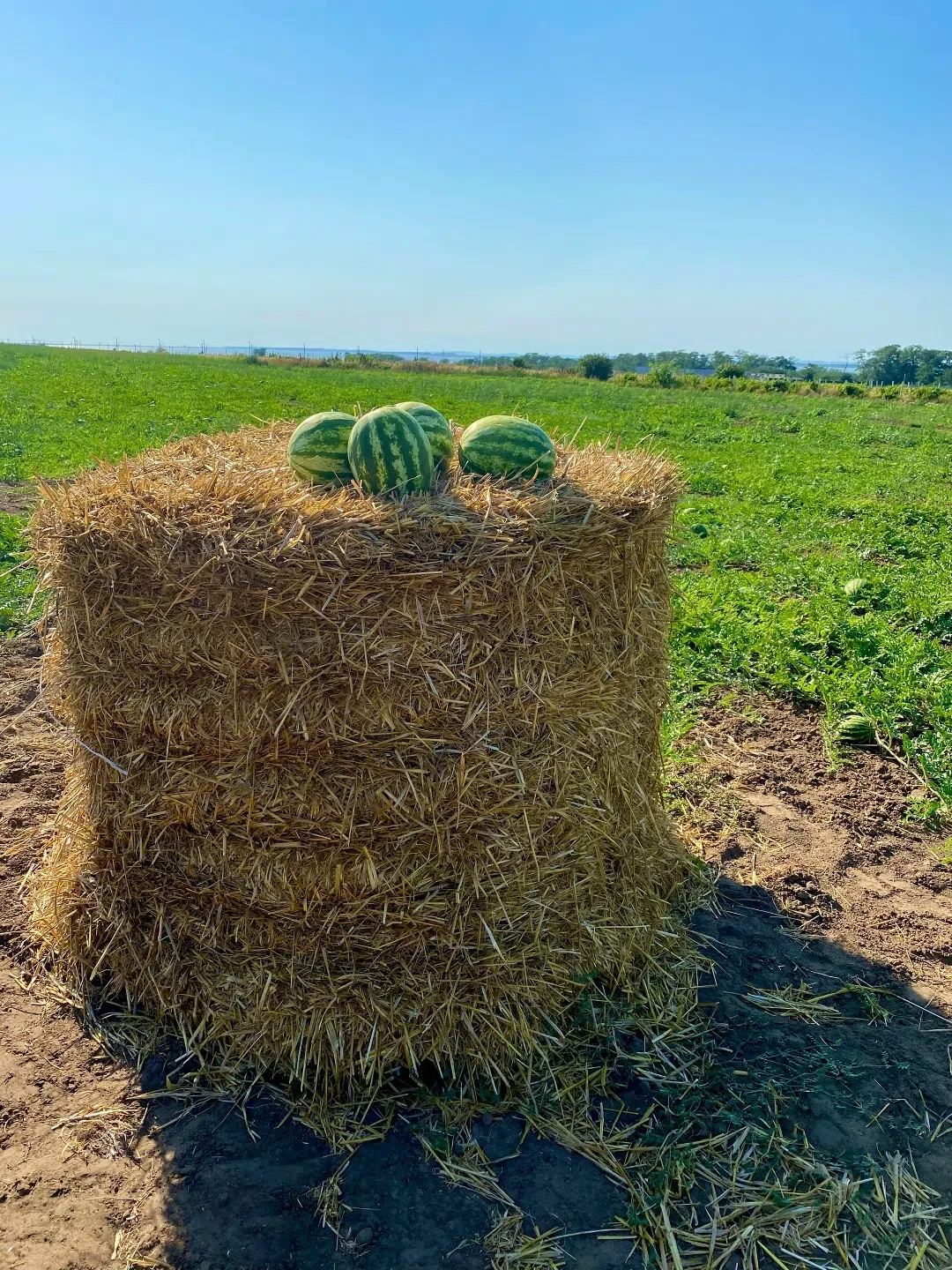 Начался сезон местных арбузов🍉🙌🏽