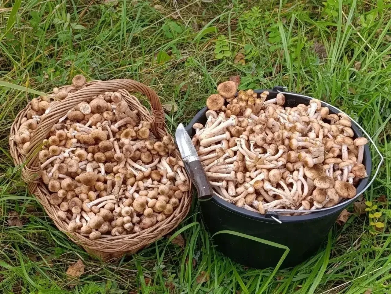 🍄 Жители Богандинского проводят свободное время с пользой