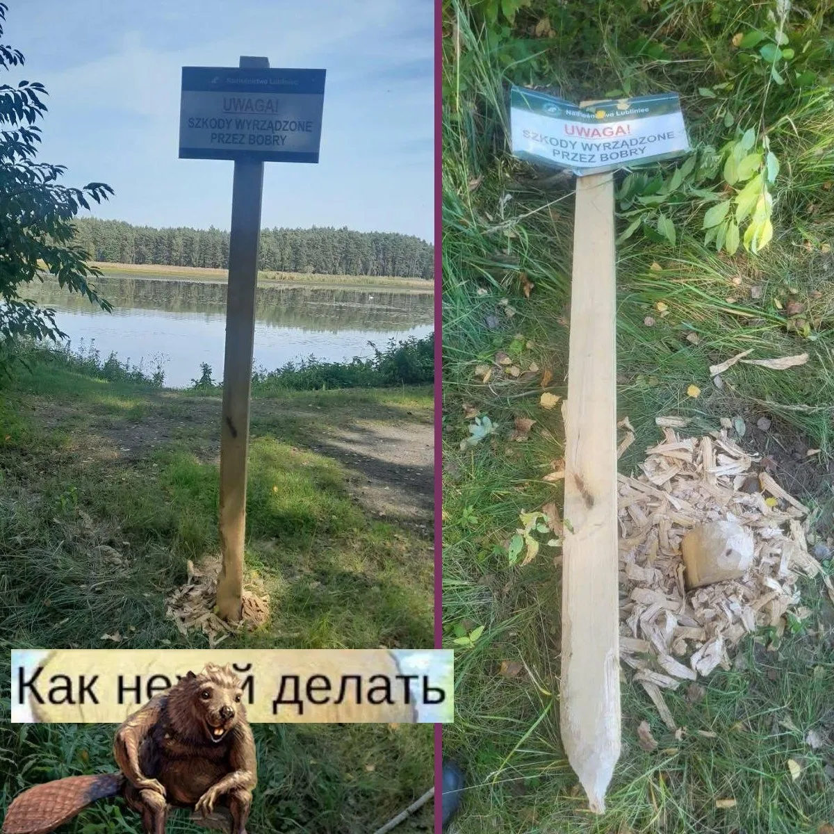В Польше бобры сгрызли табличку, которая предупреждала о бобрах, рассказало лесничество...