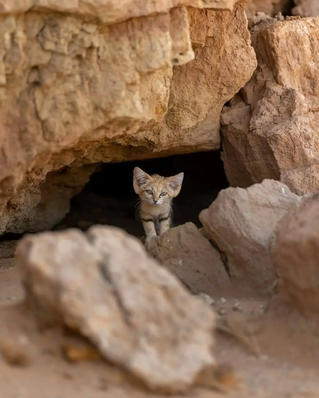 🐈Французский фотограф запечатлел в пустыне Марокко барханного кота - одного из самых с...