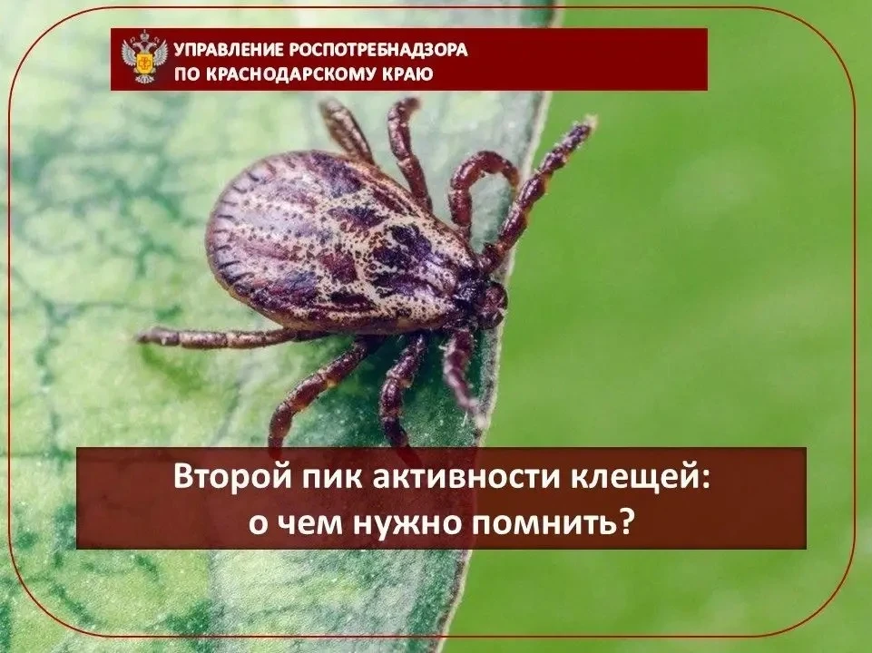 Второй пик активности клещей: о чем нужно помнить?