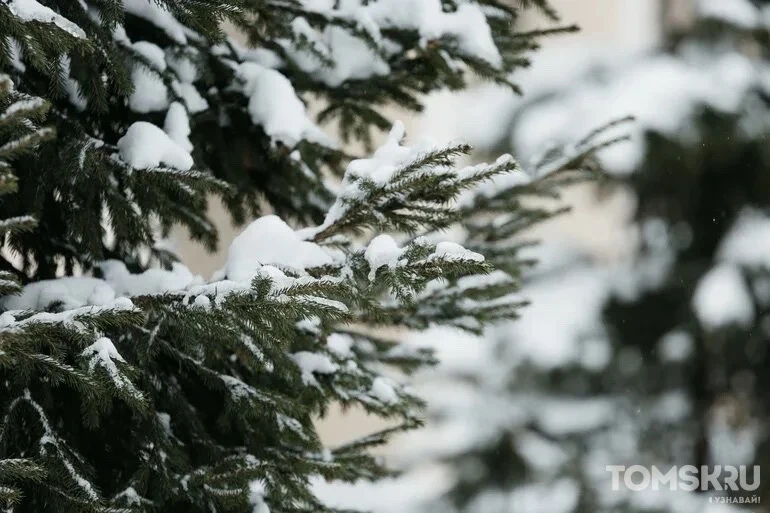 🥶 Сентябрь решил не церемониться: в Томске возможны заморозки до -2°С