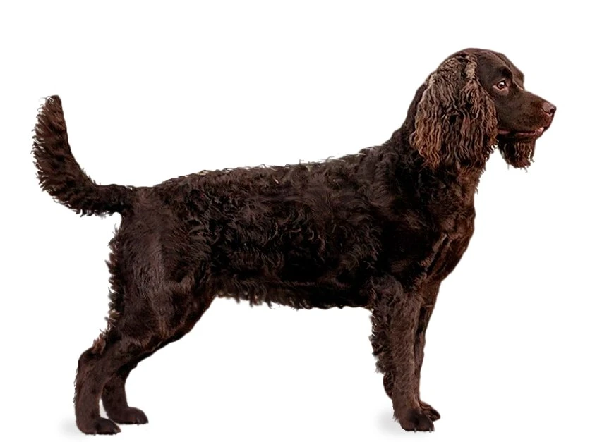 ⚡Американский водяной спаниель ⚡  породы собак ⚡️breedsinfo ⚡️dogmem

Американский водяной спаниель
