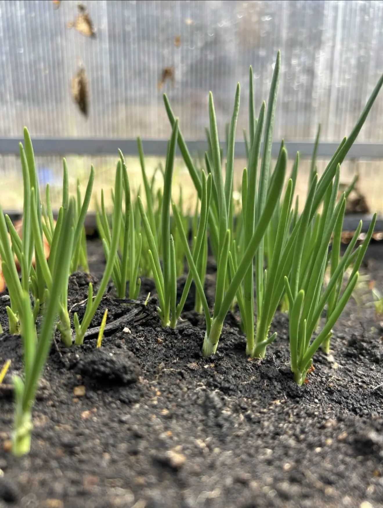 Посадила зелень в теплице🥬 Солнышко начинает пригревать и совсем скоро мы будем делать витаминные са