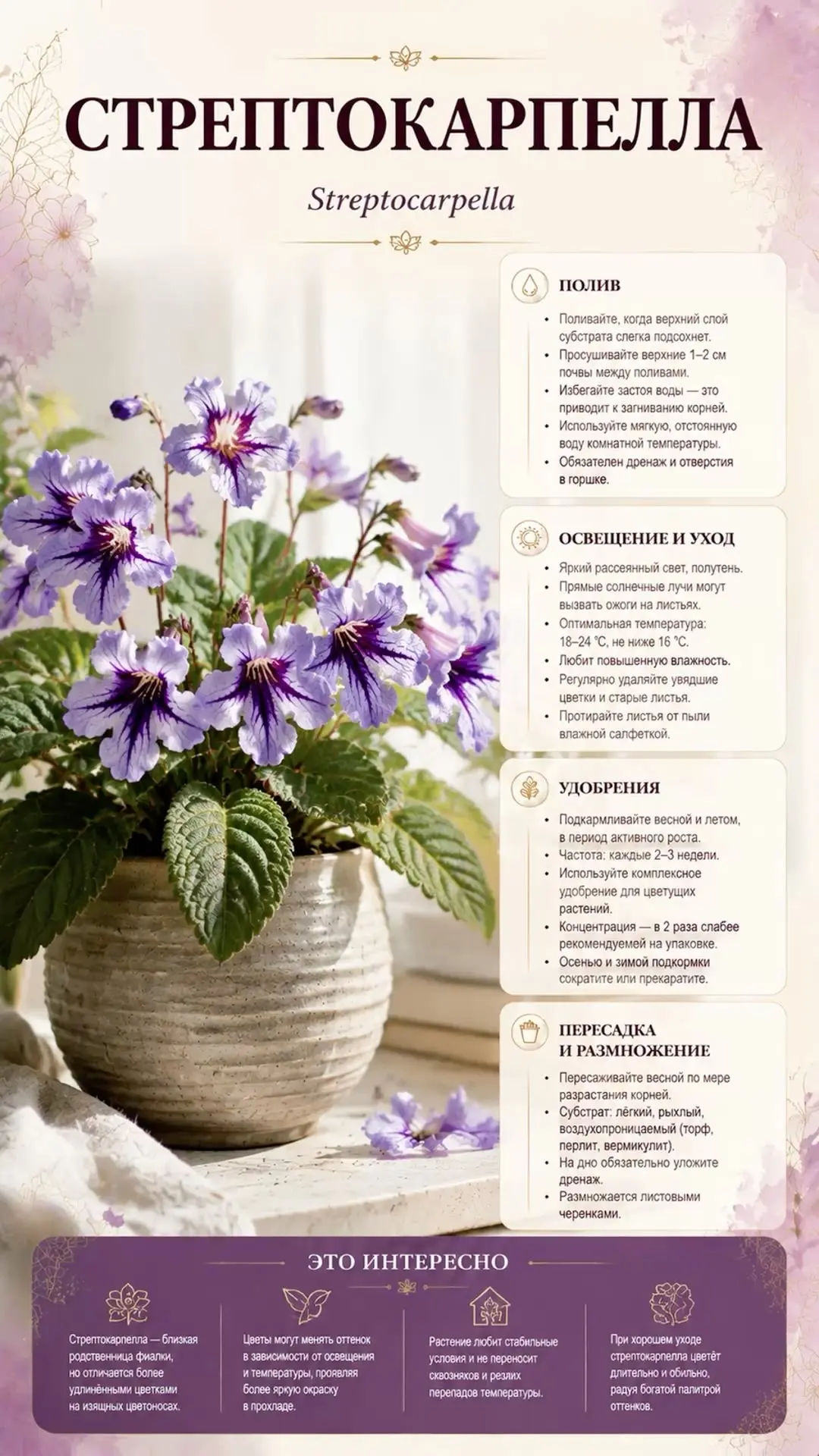 Уход за стрептокарпеллой 🌱