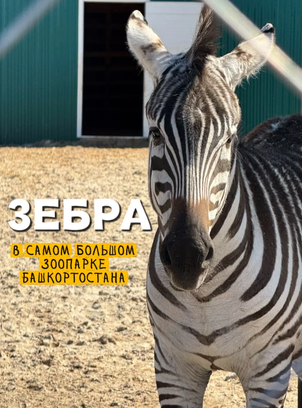Не нужно лететь за границу, чтобы увидеть экзотических животных. Всего 1,5 часа езды от...
