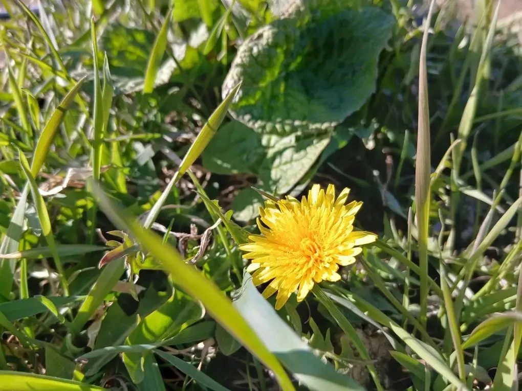 🌼 Горковчане снова первыми увидели лето  Традиция не нарушена - первыми в районе цветение одуванчико