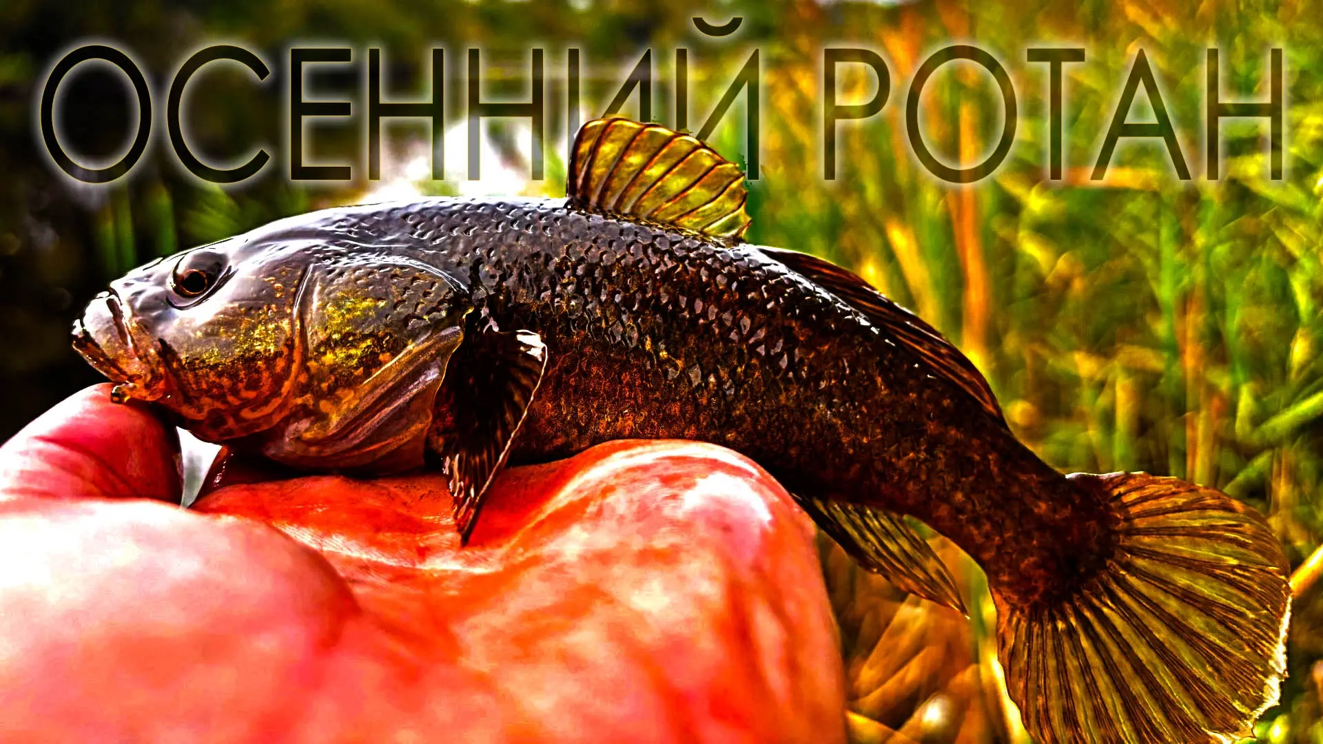 Осенний ротан. Сильнейшие поклевки, трофейные рыбки.