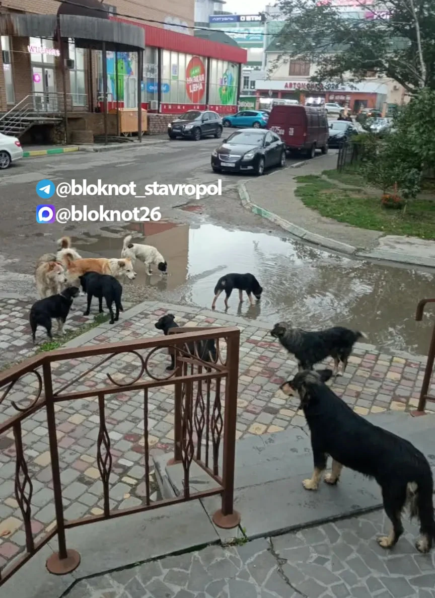 Собачий вопрос так и не может решить глава Минераловодского округа Максим Гаранжа
