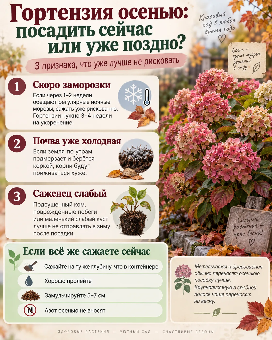 🌸 Гортензия осенью: сажать сейчас или уже поздно?