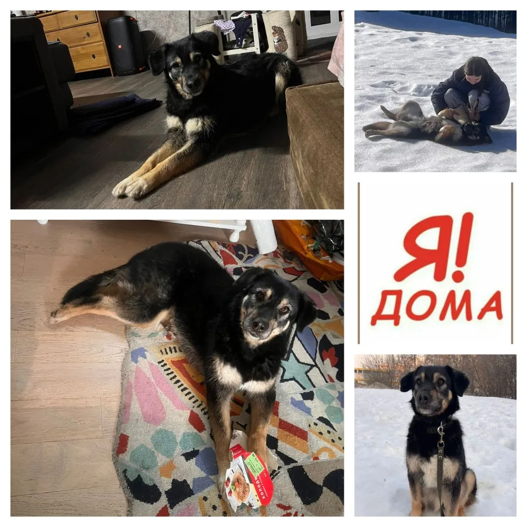 + 1 домашняя собака 🥰🥰🥰🥰