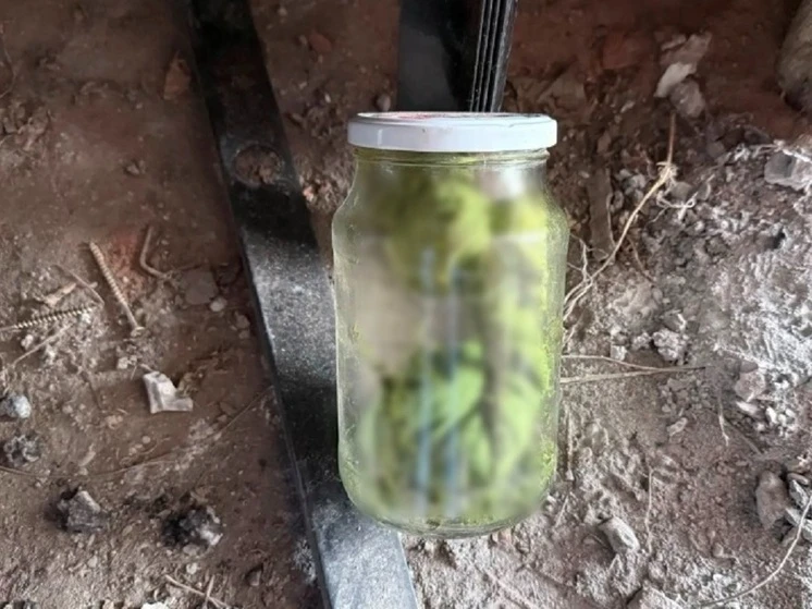 🚔 В Рубцовске у иностранца нашли почти полкилограмма наркотического растения