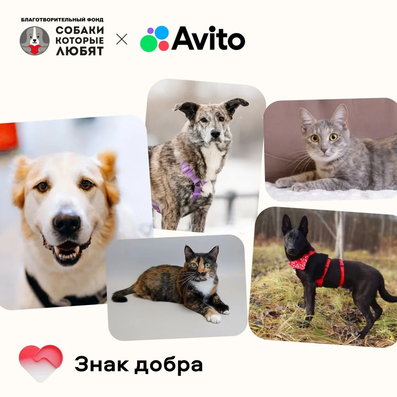 Как можно помочь нашему фонду? Сделать это очень просто на Авито! И еще получить «Знак ...