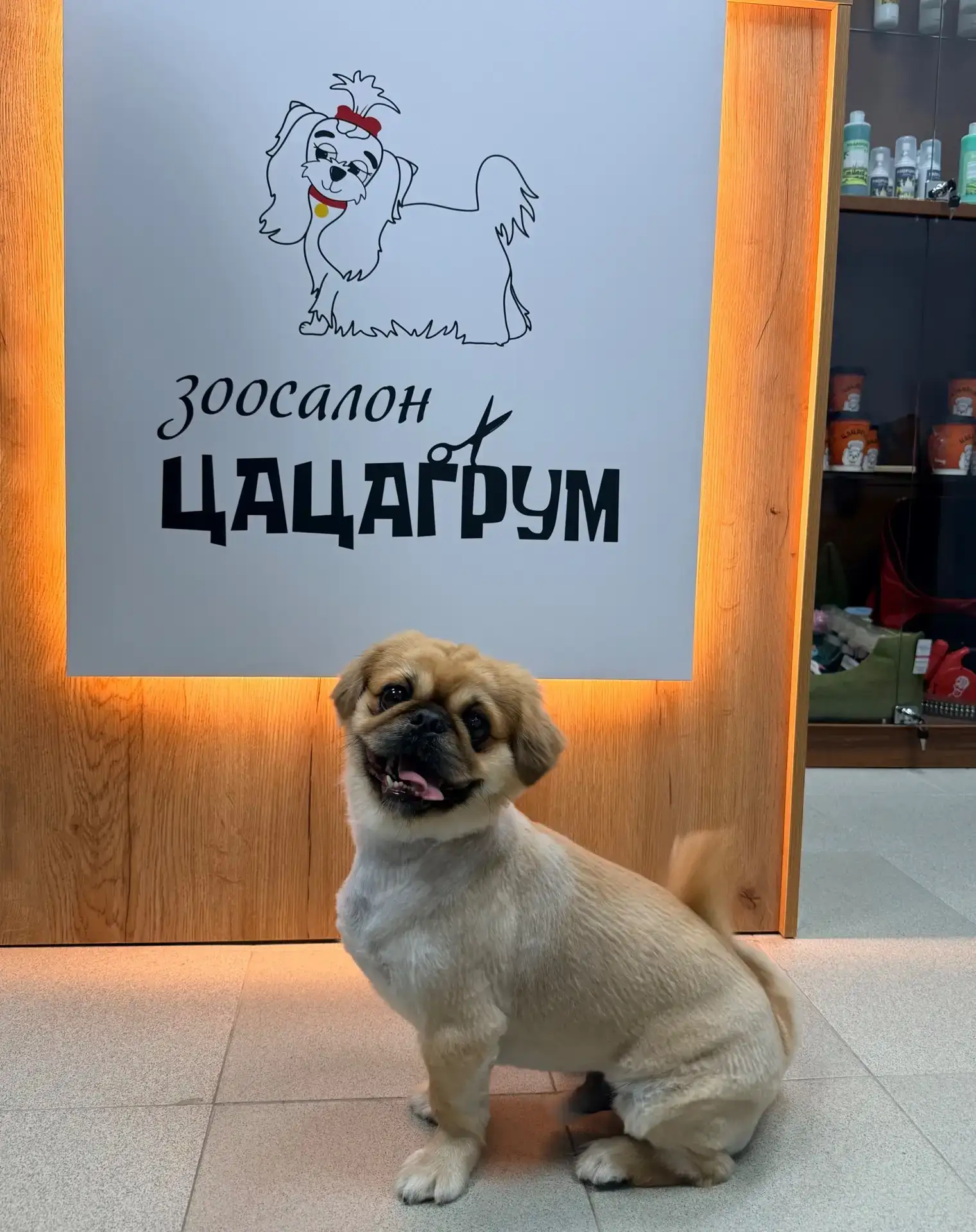 Пекинес Йося — сказал шубе: «Пока!» ✂️