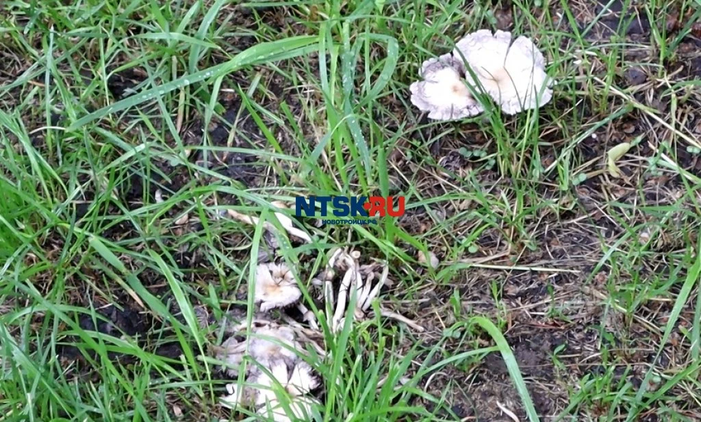 И на площади растут грибы... 
https://ntsk.ru/news/63570

Кадр дня
Фото и видео, снятые на площади,