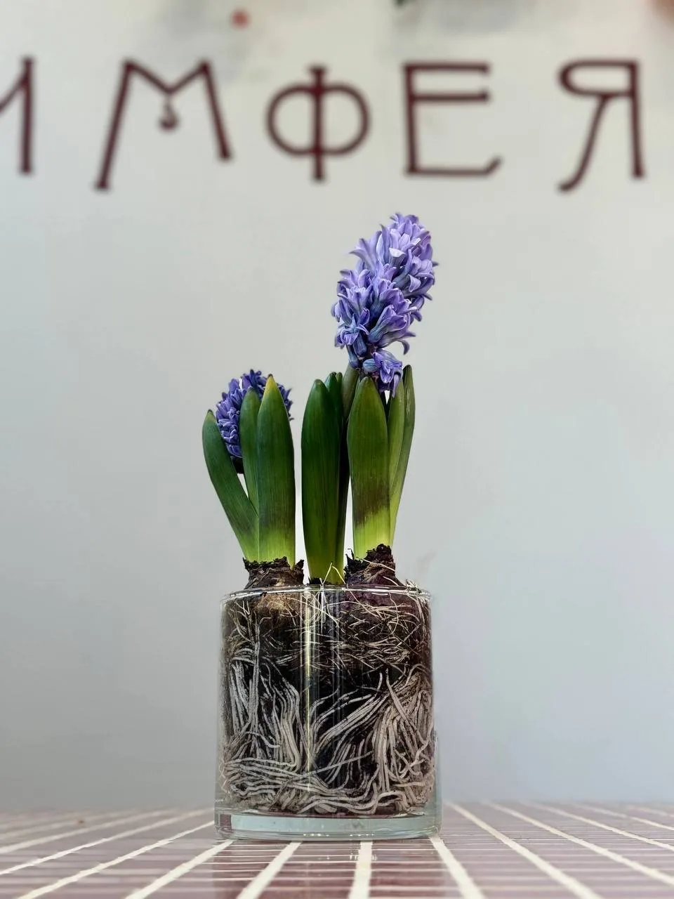 Главный повод для цветов — это вы сами. ✨🙌❤️