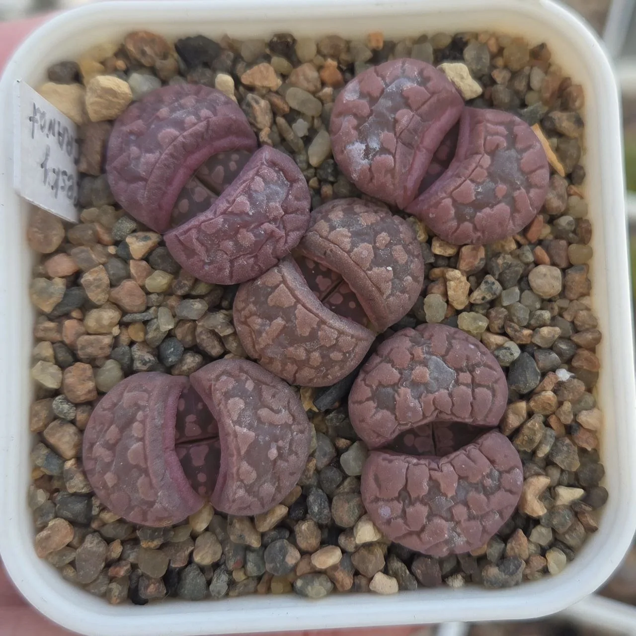 Lithops Otzeniana - литопсы, которые начинают линьку только дойдя до состояния "изюм" 🧐
