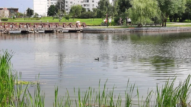 🦆 В Южном Бутово появились птенцы лысух

На водоёме заметили выводок молодых лысух. Родители птиц п