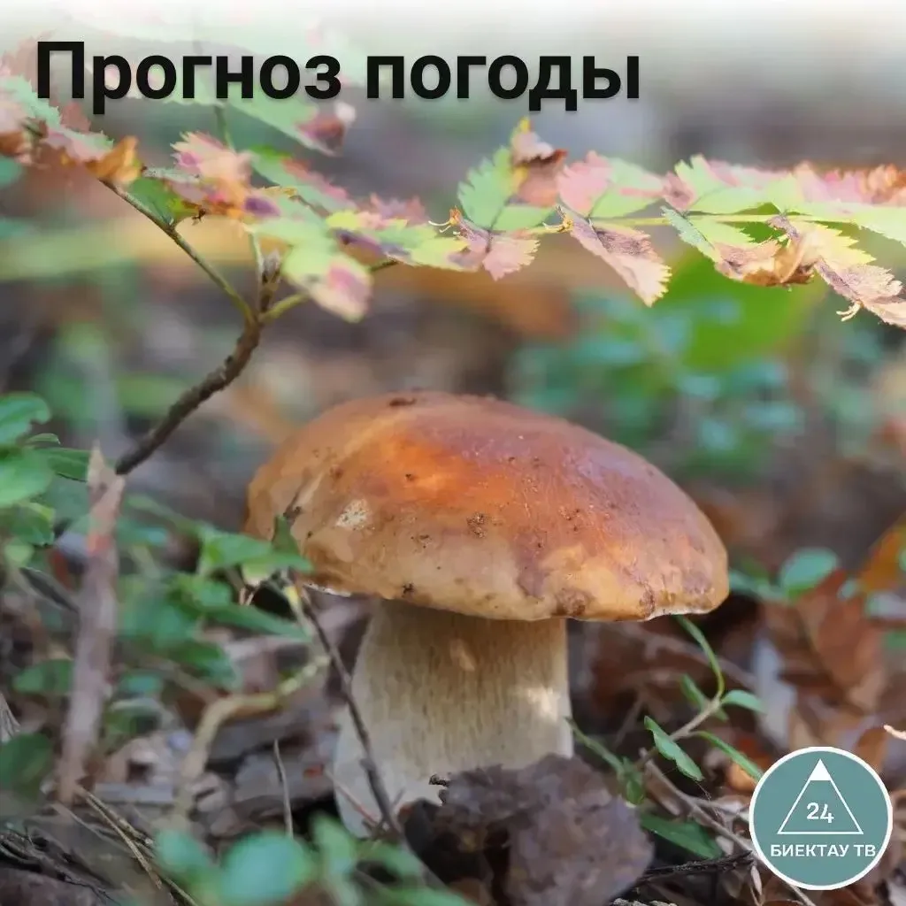 🌦 Погода на неделю в Высокогорском районе