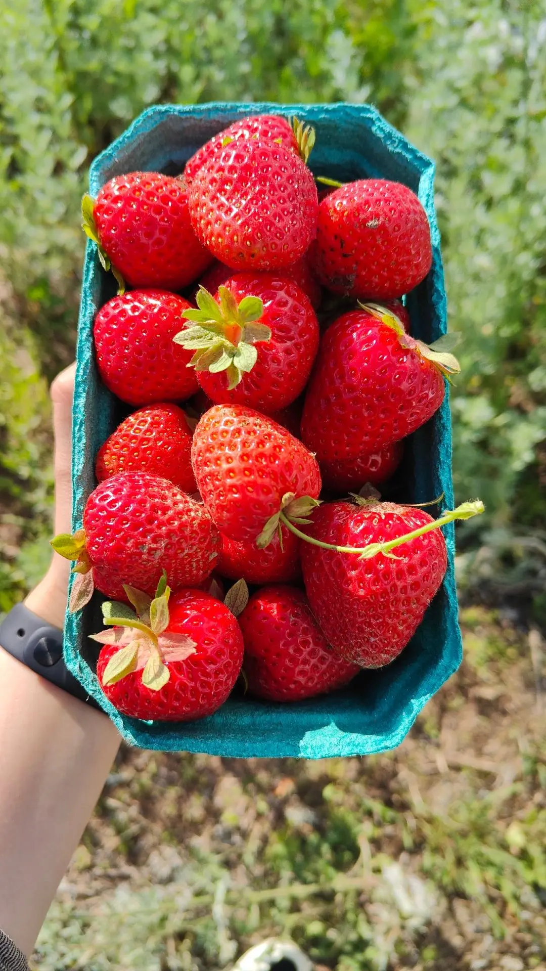 🍓Клубника по праву считается королевой ягод. Сочная, сладкая ягода, аромат которой не ...