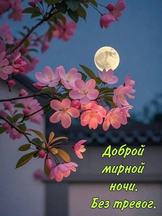 💙🌿🌸💙🌿🌸💙🌿🌸  Доброй и спокойной ночи, дорогие! Хорошего вам телесного и душевного отдыха. Пусть ваши р