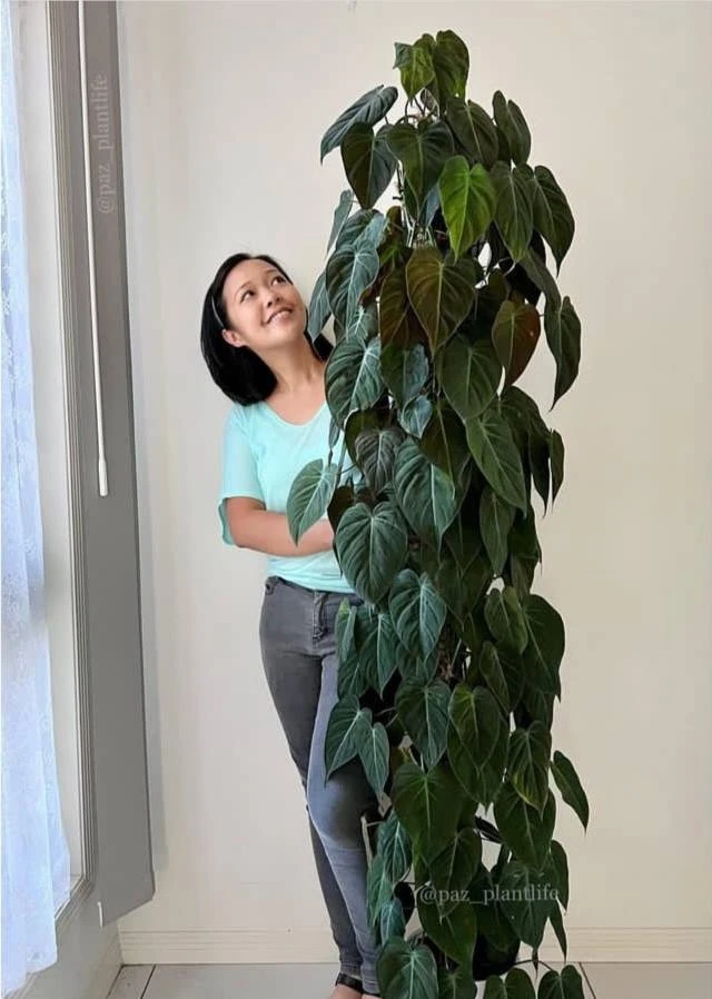 #Филодендрон Хедерацеум (Рhilodendron Hederaceum) 🌱 
 
Ранее - Филодендрон Миканс/Филодендрон Блест