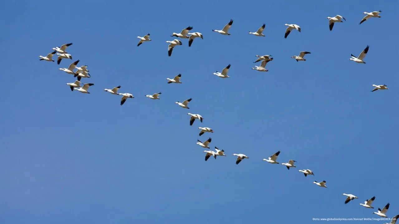 🦆 Литва перепутала стаю птиц с беспилотником и закрыла небо!