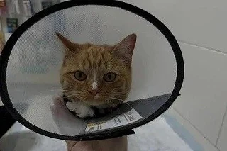 В Тюмени неизвестные вырезали кусок плоти с половыми органами коту

Шалтай (так зовут рыжего красавч