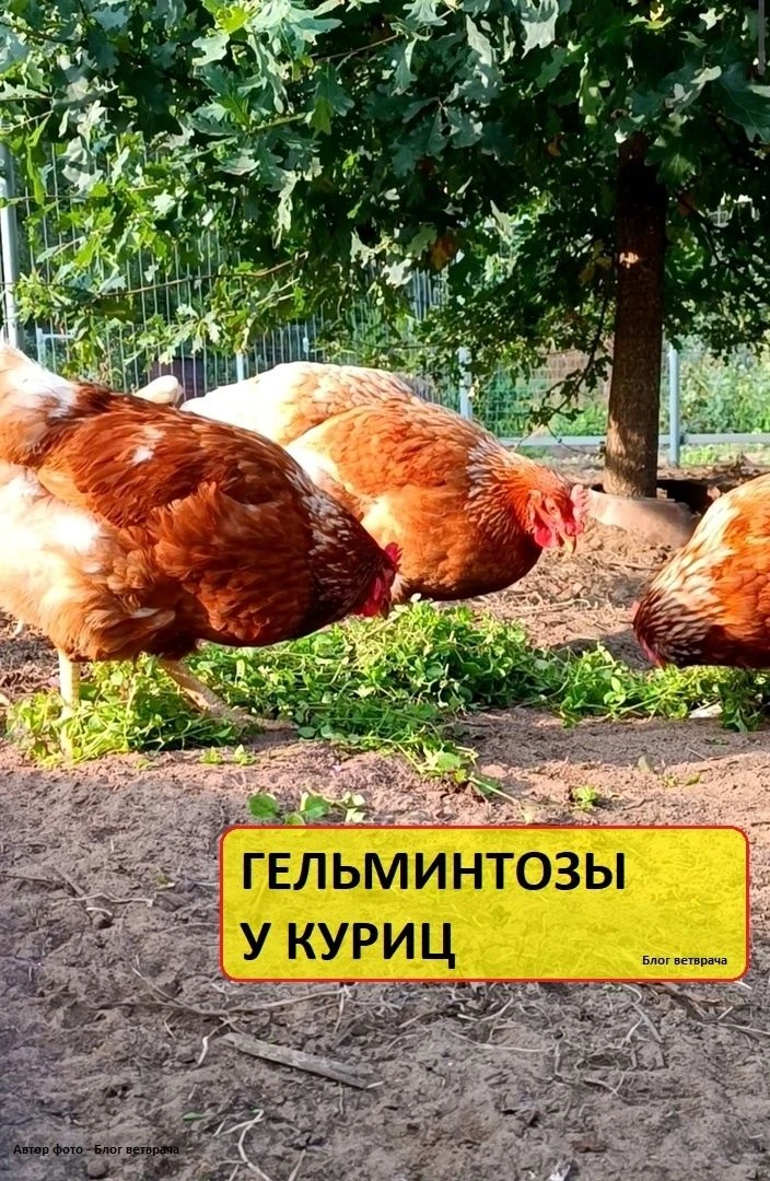 ГЕЛЬМИНТОЗЫ У КУРИЦ