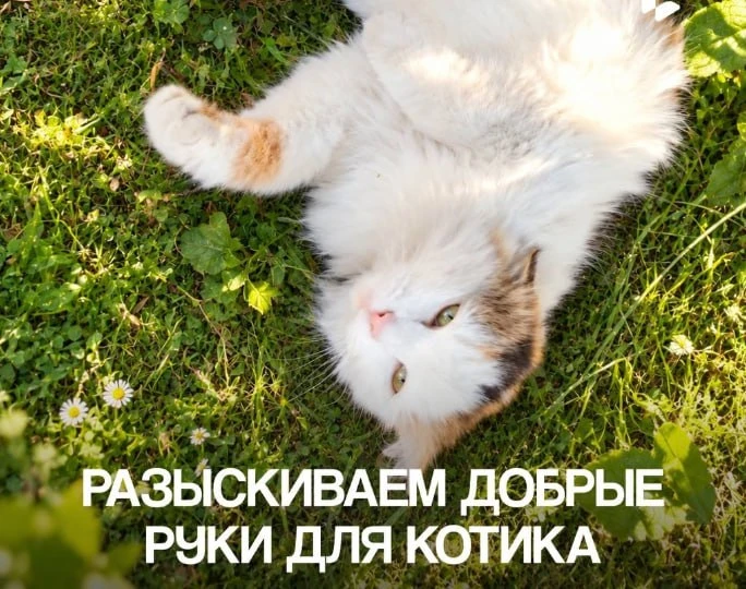 В Бургер Кинге в Орске ищут хозяина уличной кошке, которую ранее выгнали из ресторана