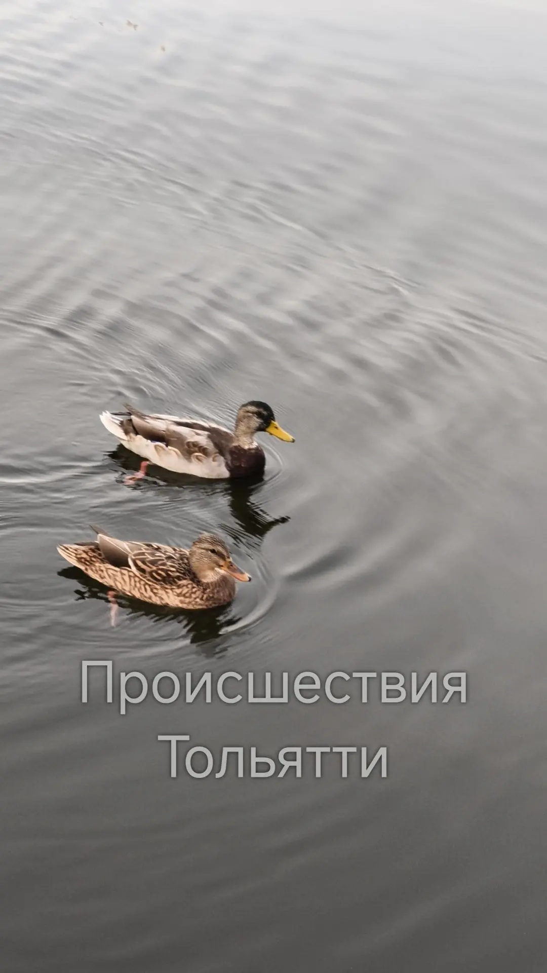 Семейная пара уточек обитает на яхт клубе Чайка.