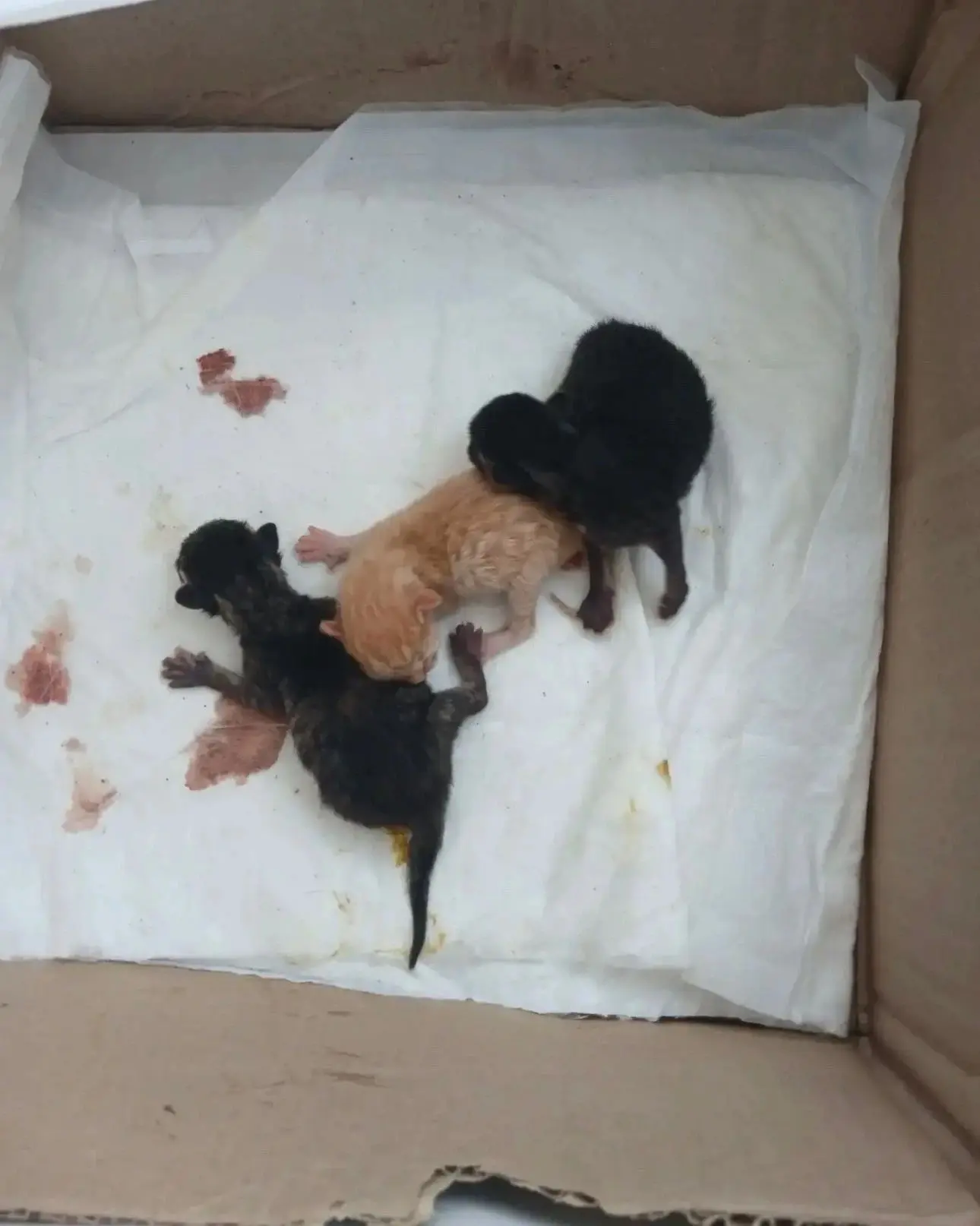 SOS !!! Кошка  на ул  советской родила на дороге, три котенка . Женщина взяла на день. ...