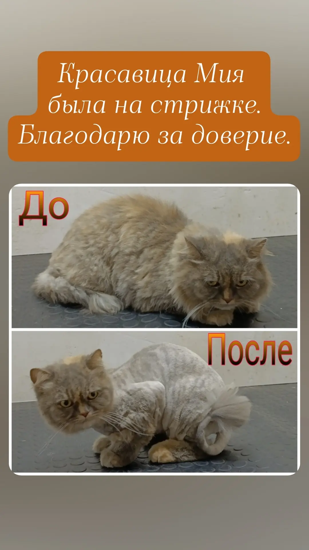 Красавица пришла на стрижку 🥰🥰🥰 готова к осенне-зимнему сезону 🤗🤗🤗 и радовать хоз...