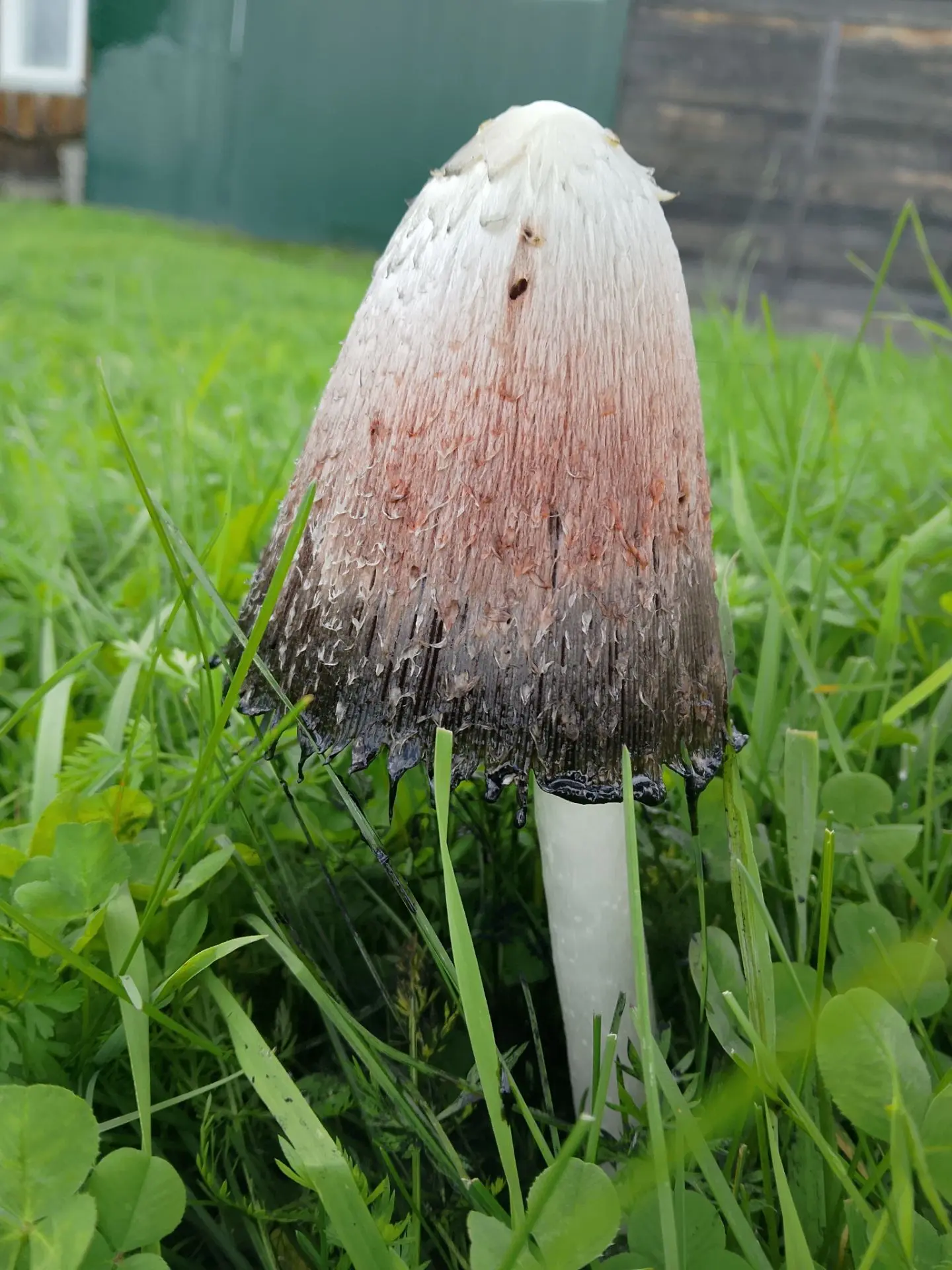 Красавцы, мухоморчики)))