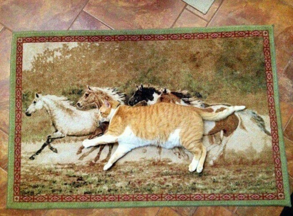 Тыгыдымский кот.