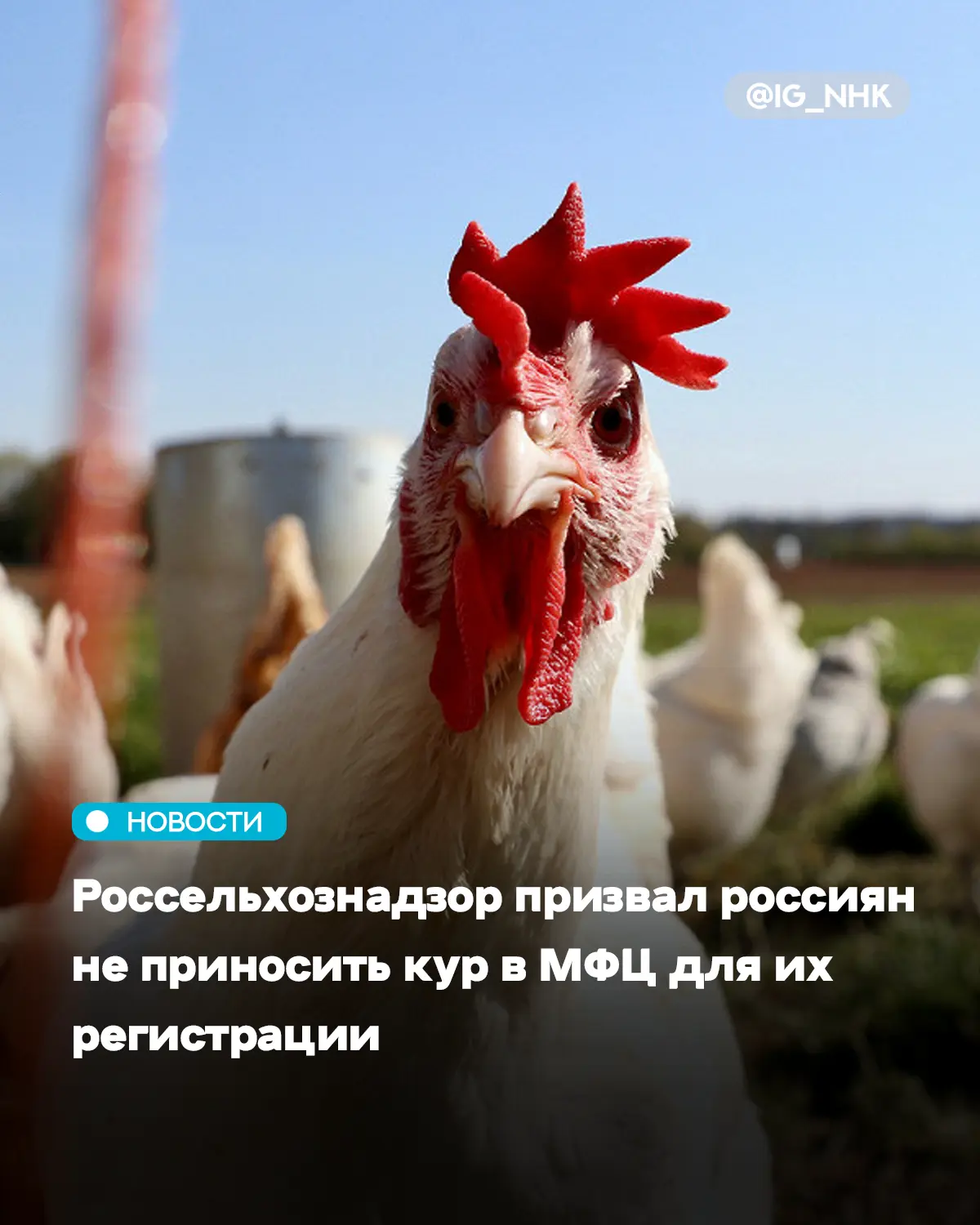 В Россельхознадзоре россиян попросили не приносить кур и кроликов в МФЦ, чтобы зарегист...
