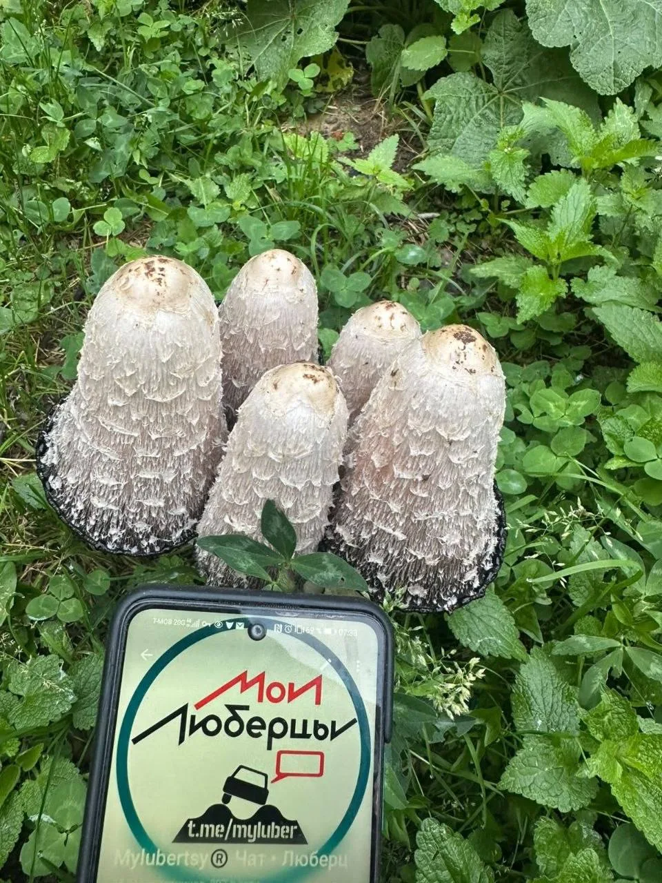 🍄 В Люберцах показались навозники