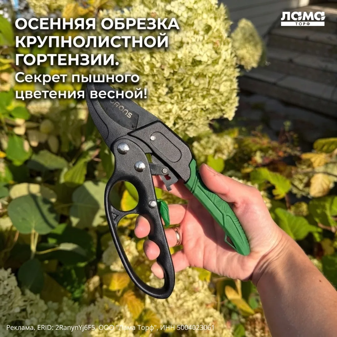 🤔Знаете, почему крупнолистная гортензия иногда упорно отказывается цвести?