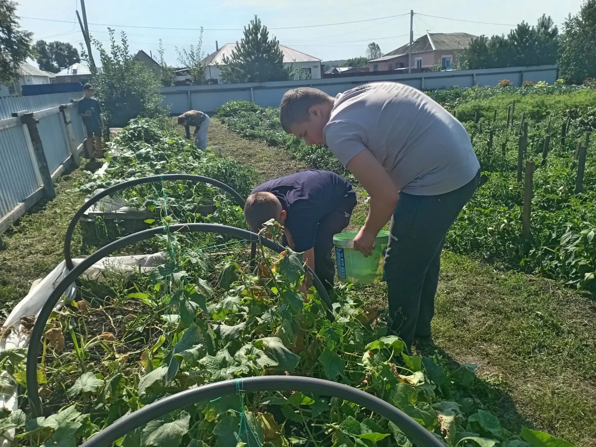 Трудовое лето юных агрономов нашего Центра вышло на финишную прямую. Наступила самая от...