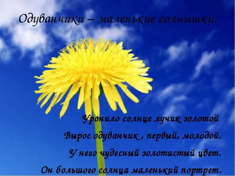 13 мая весь мир отмечал необычный, но очень тёплый и светлый праздник — День одуванчиков.