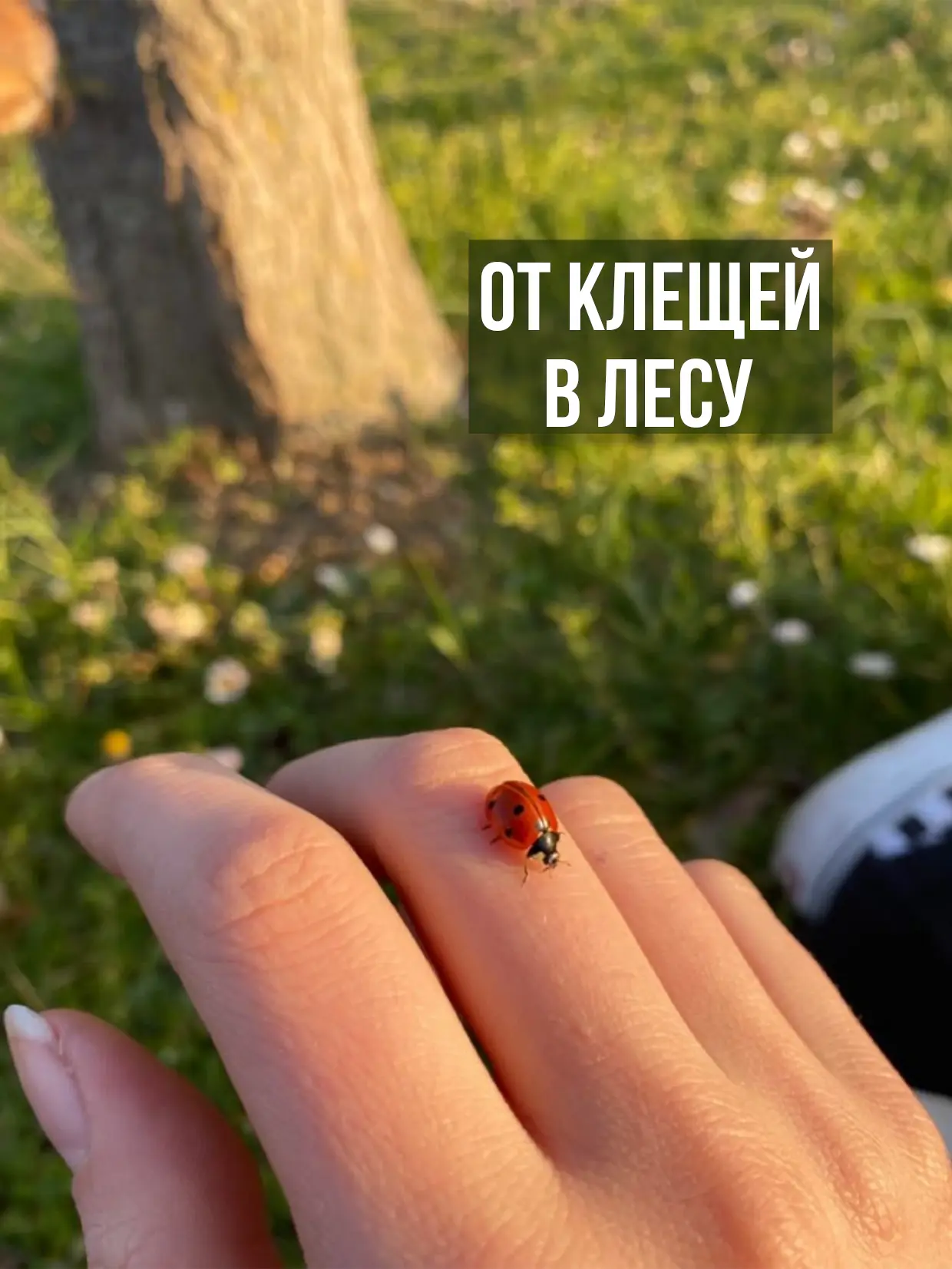 КАК ОБЕЗОПАСИТЬ СЕБЯ от клещей в лесу и парках?