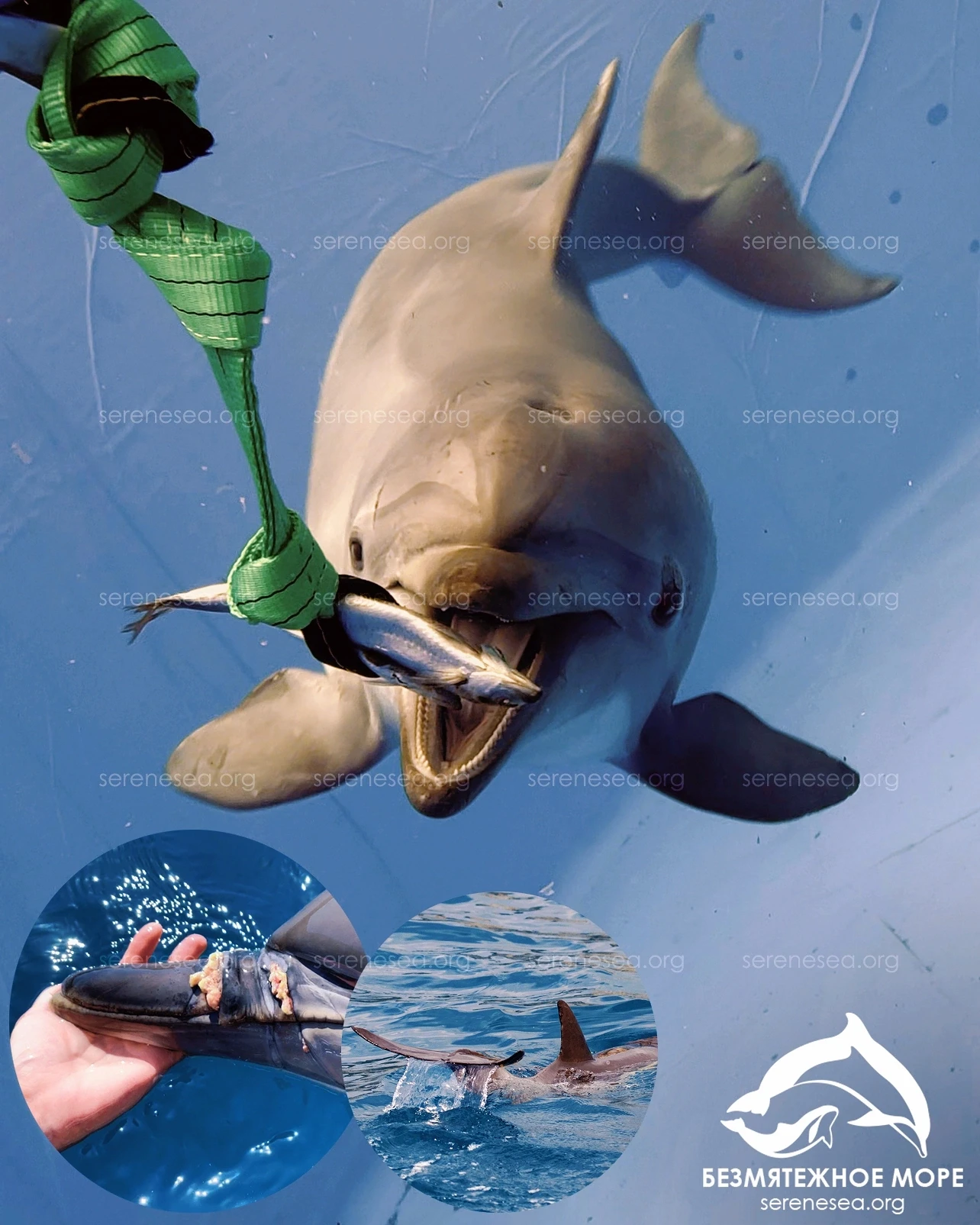 🐬 Красная книга Дельфинов Черного моря.